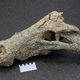 The large crocodile skull.